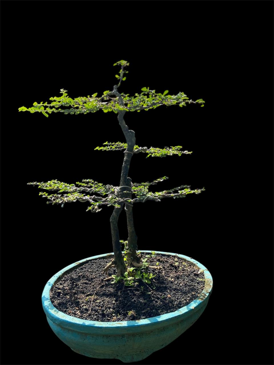 Aura Bonsai 10