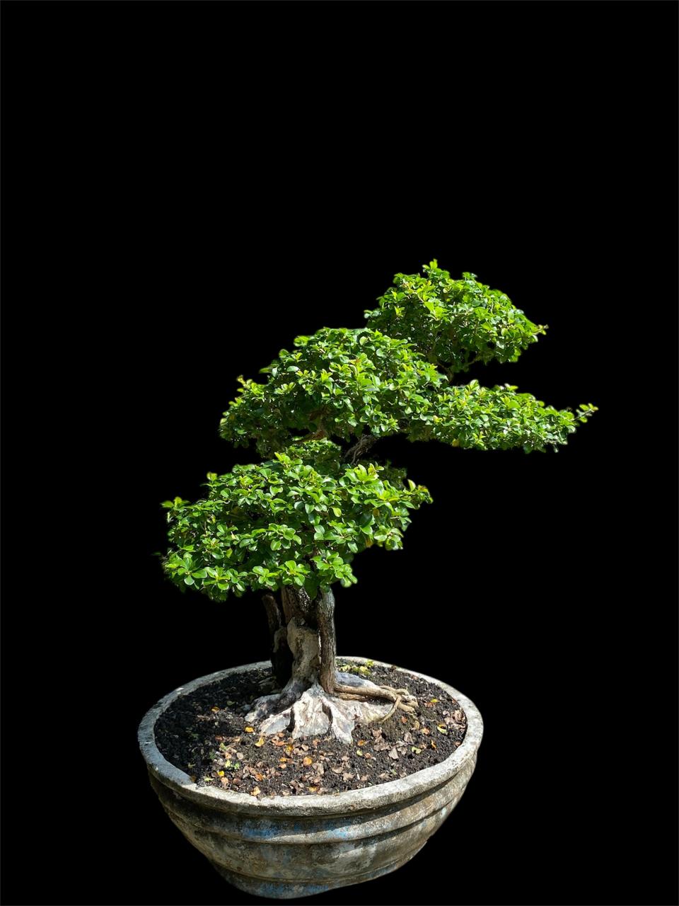 Aura Bonsai 11