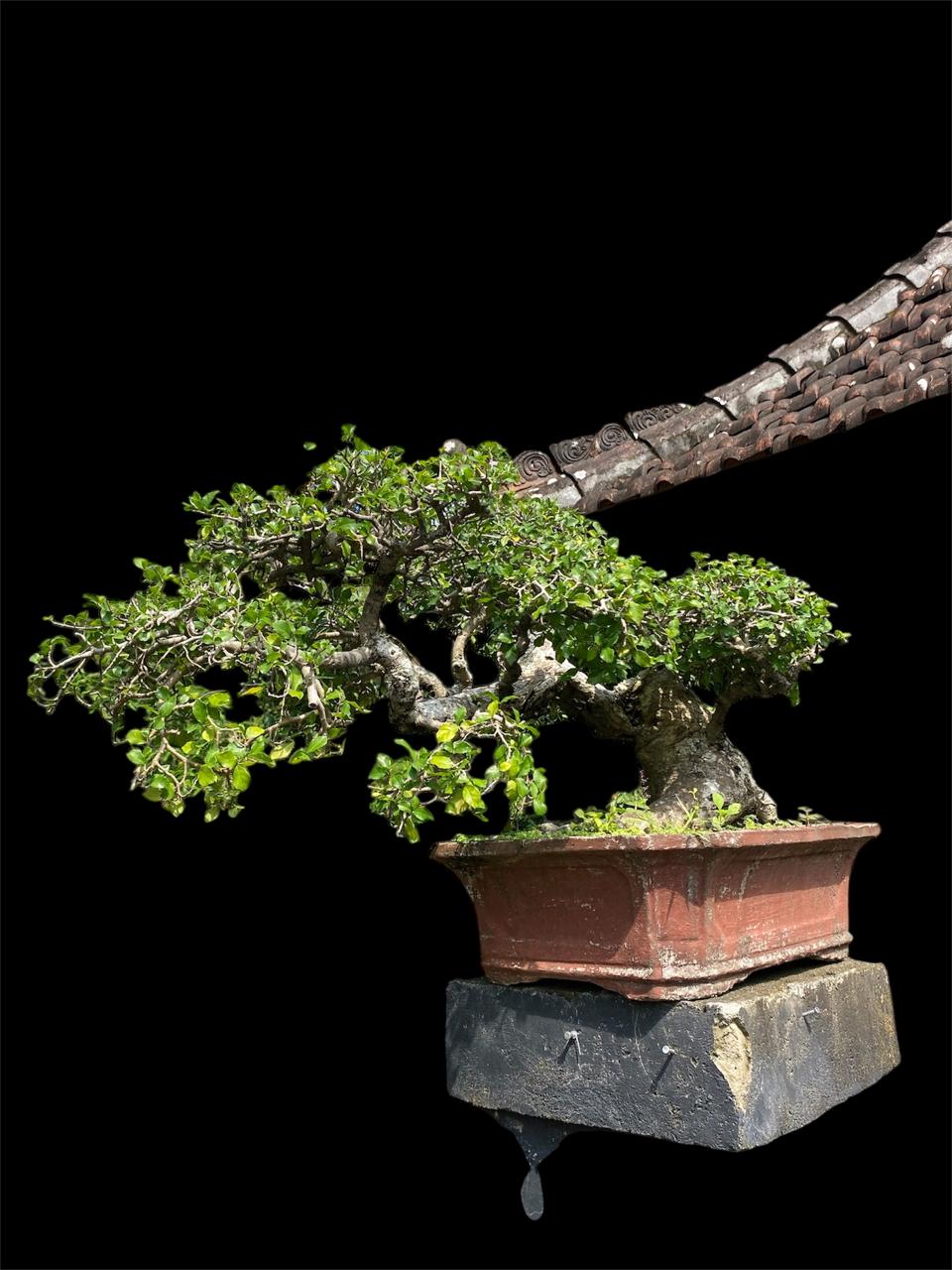 Aura Bonsai 13
