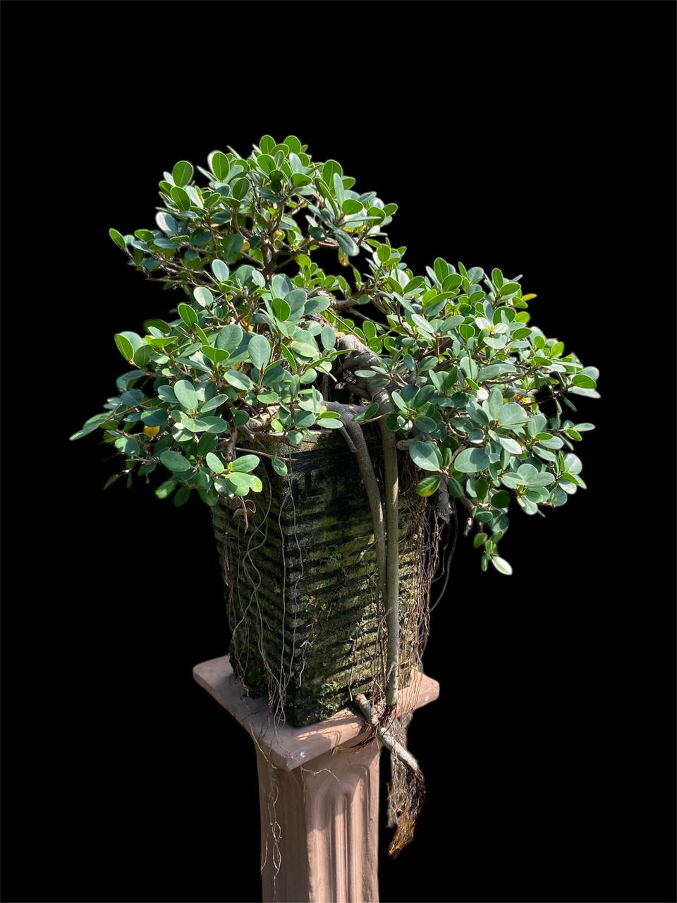 Aura Bonsai 14
