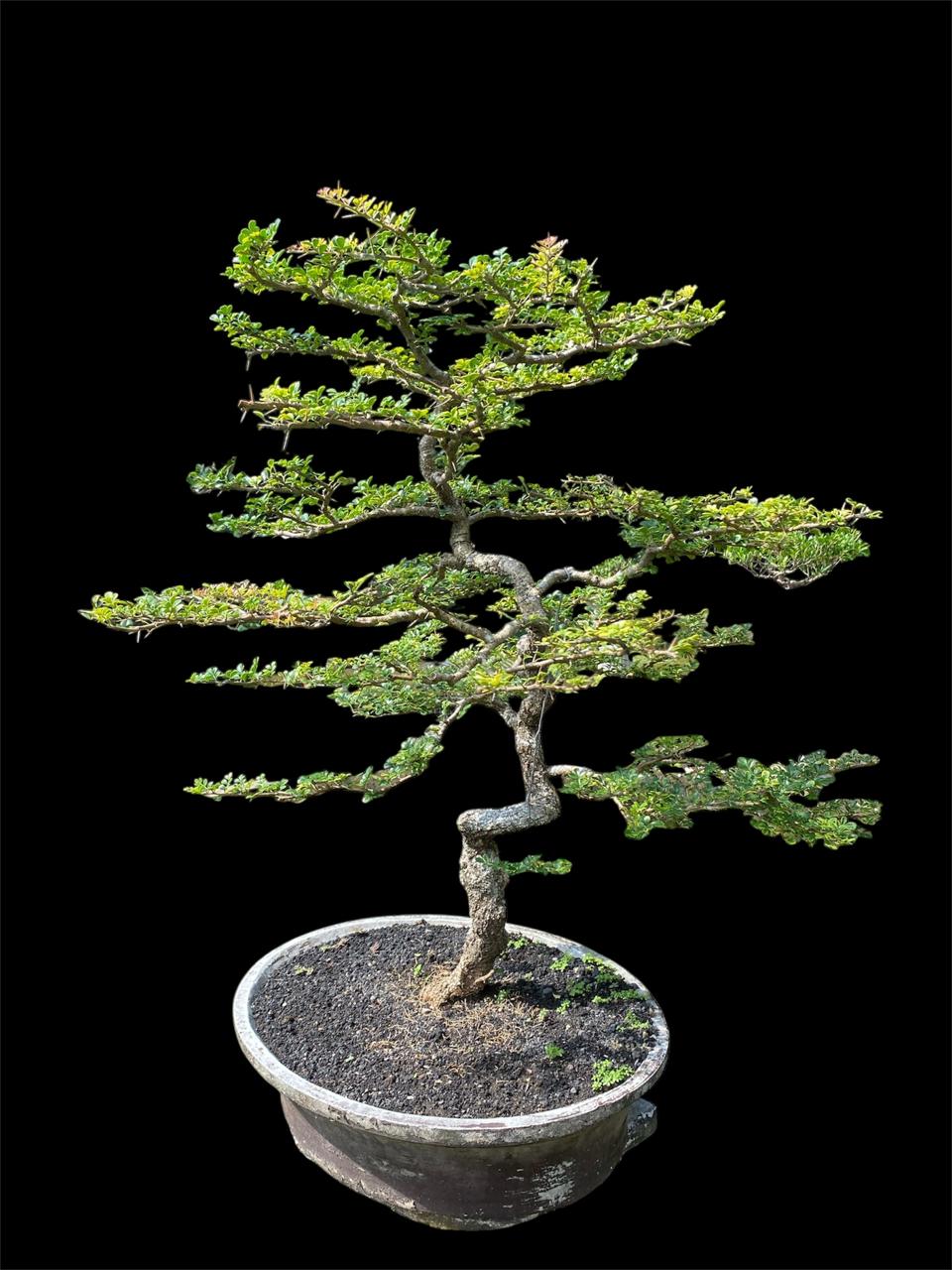 Aura Bonsai 16