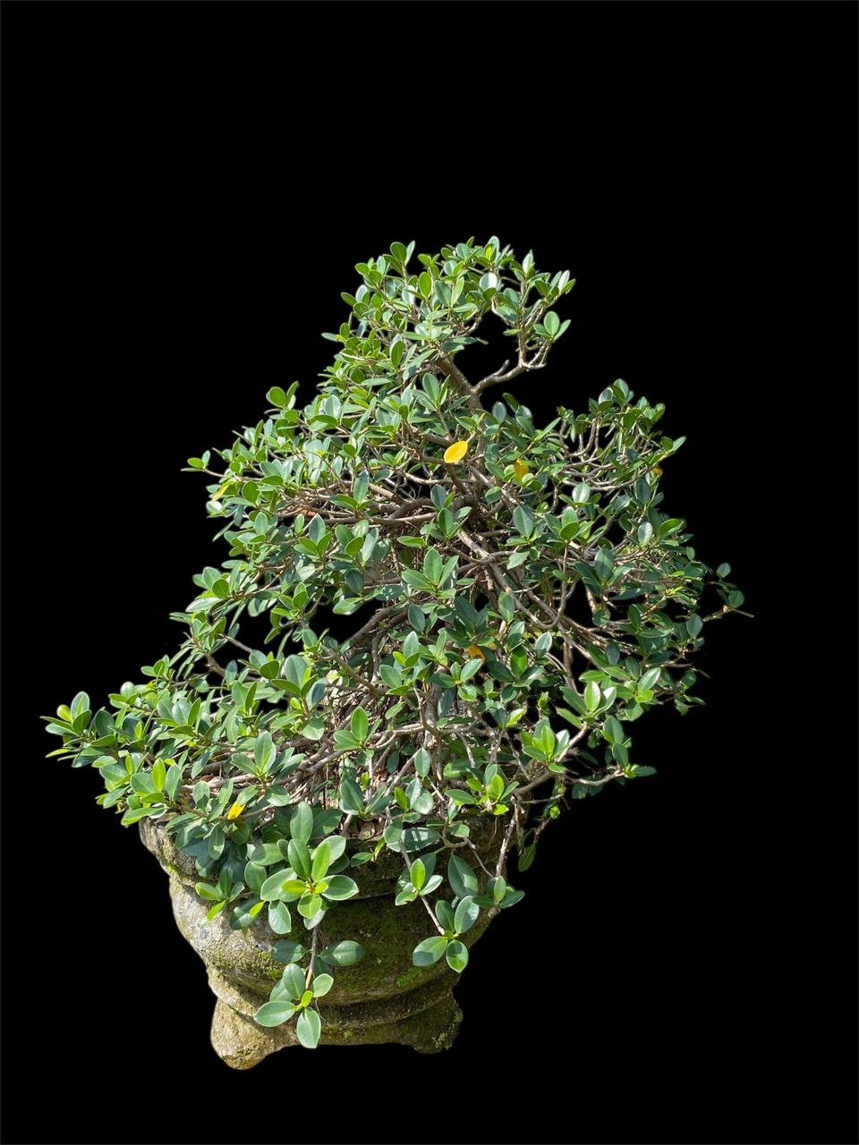 Aura Bonsai 17