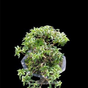 Aura Bonsai 32
