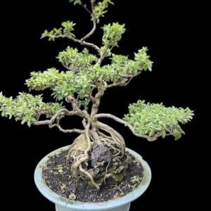 Aura Bonsai 33