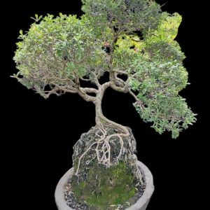 Aura Bonsai 34