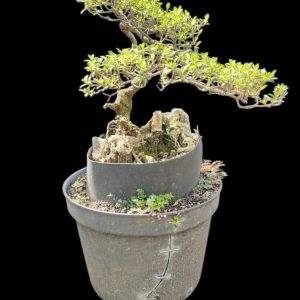 Aura Bonsai 35
