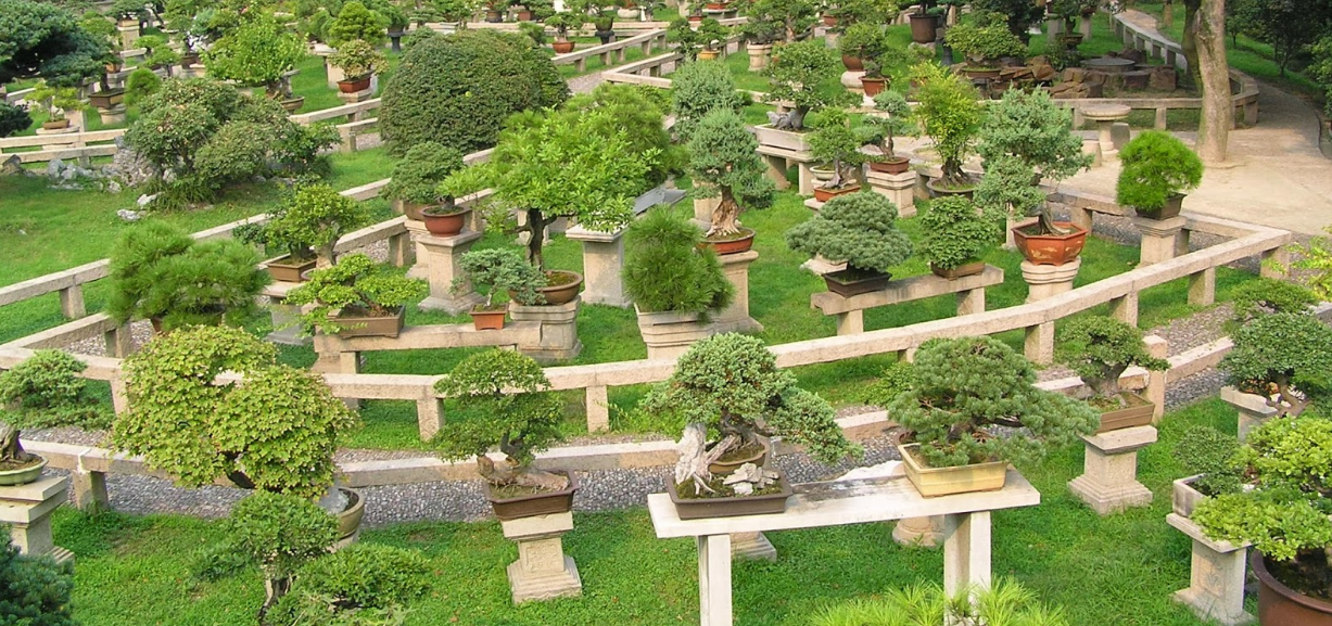 Aura Bonsai